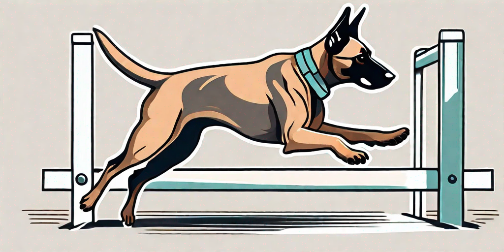 A malinois dog showcasing its distinct features