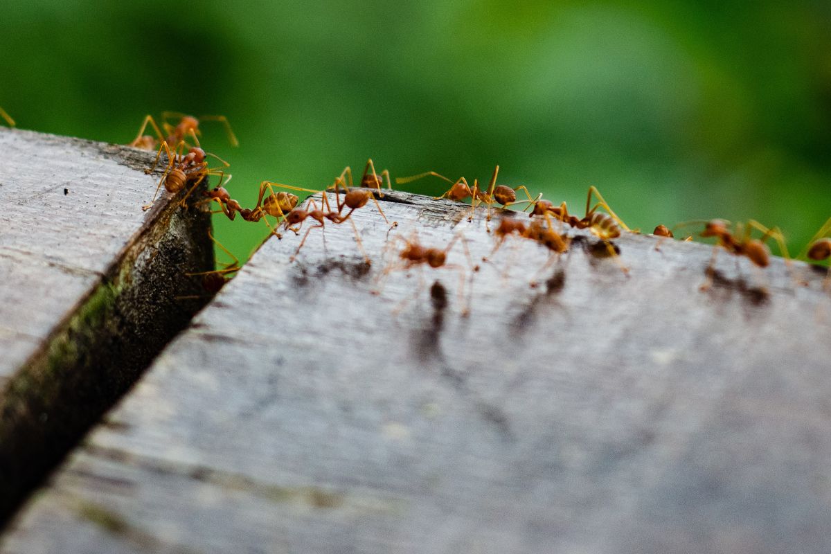 Ist Ameisengift schädlich für Hunde?