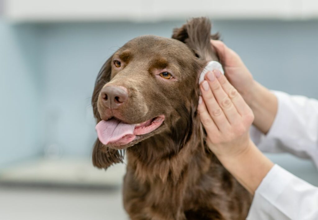 Behandlung von Ohrmilben beim Hund