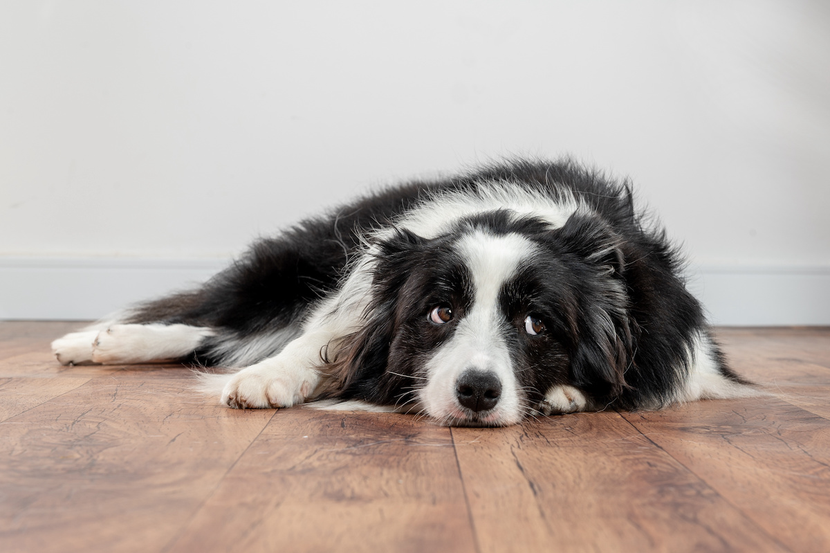 Besorgter Hund, der auf einem Holzboden liegt.