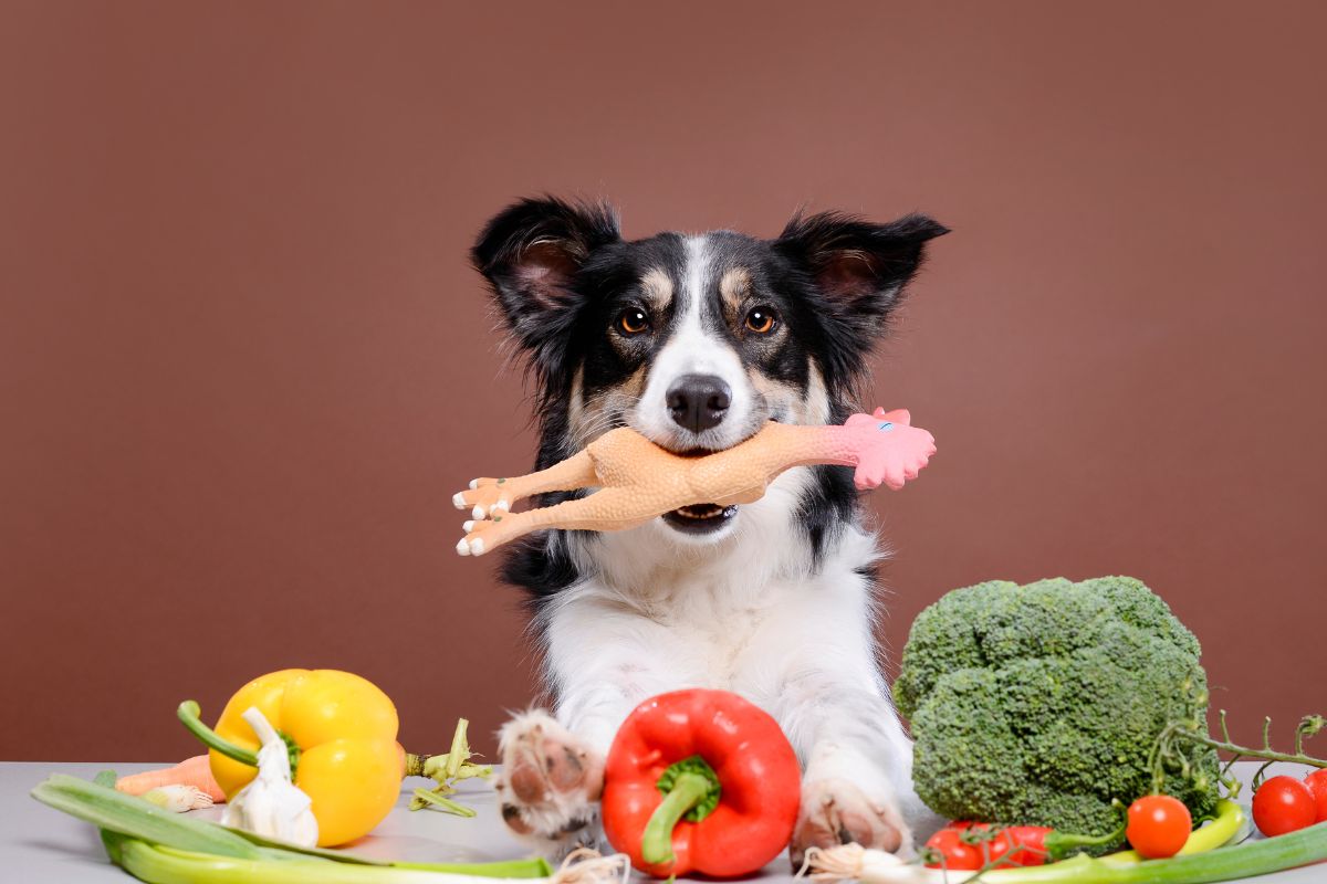 Welches Gemüsesorten dürfen Hunde essen?