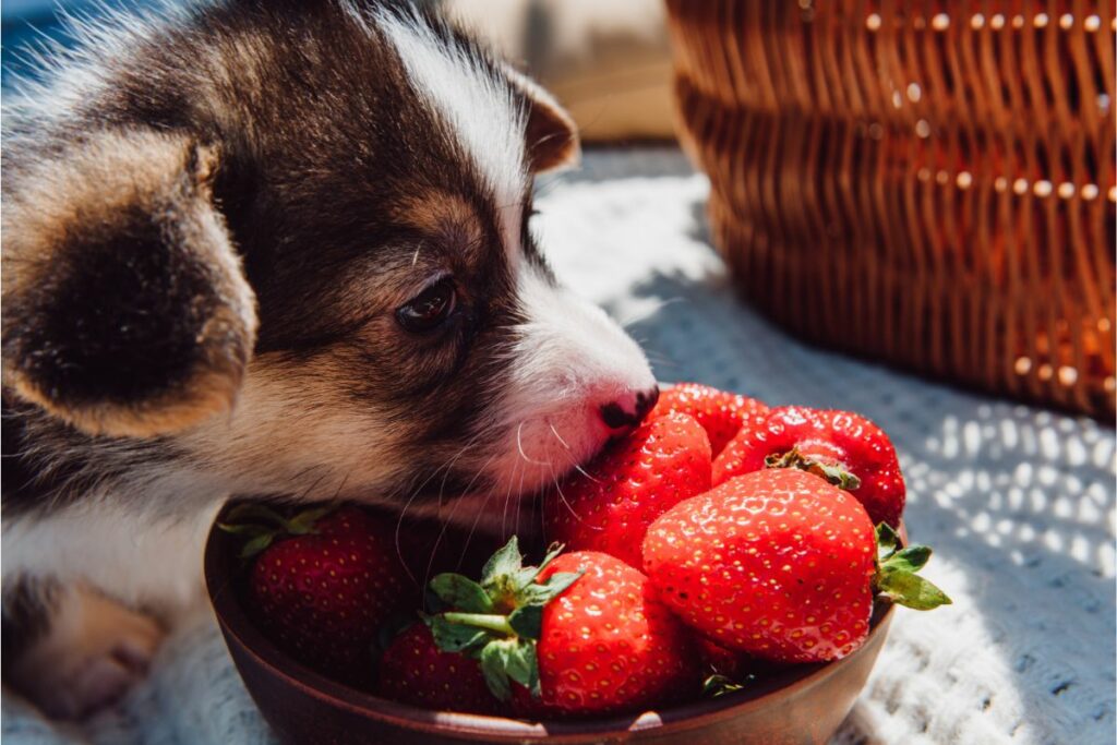 Einige Erdbeeren liegen in einer Schüssel auf einer Picknick Decke. Ein Welpe beißt in eine der Erdbeeren. 