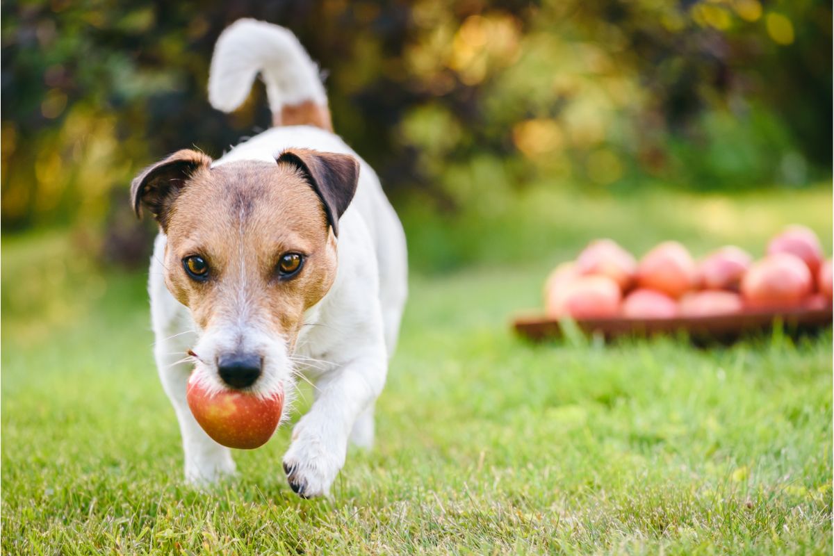 Ein Jack Rüssel Terrier hat einen Apfel im Maul. Er läuft über Gras.