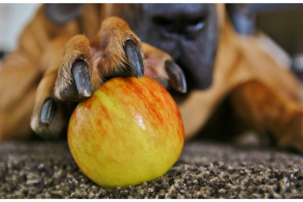 Eine Pfote liegt auf einem Apfel.