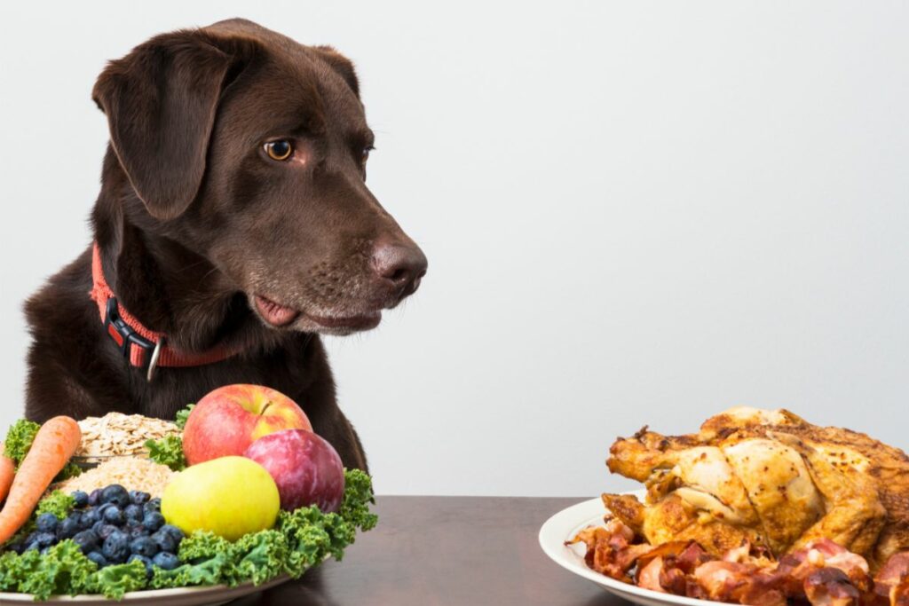 Auf einem Tisch stehen zwei Teller. Einer gefüllt mit verschiedenen Obst und Gemüse und der andere mit Hähnchen und Speck. Ein Hund sitzt vor dem Teller mit dem Obst und Gemüse und guckt gierig auf den Fleischteller.