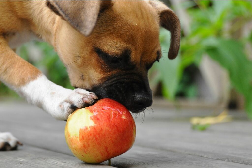 Ein kleiner Hund beißt von einem Apfel ab. 