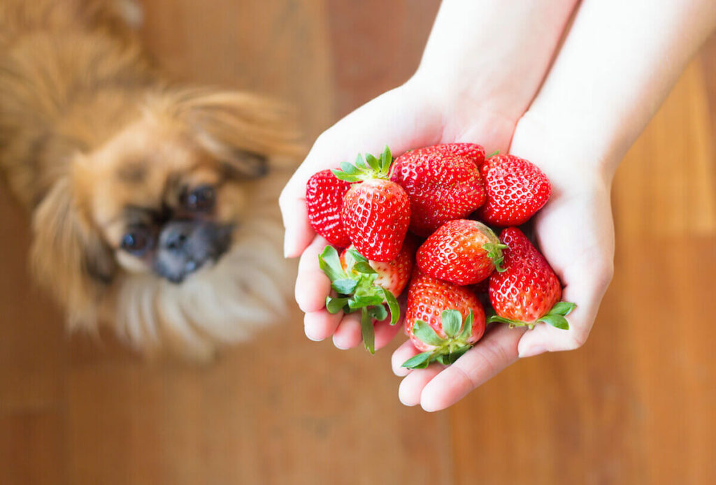 Zwei Hände halten einige Erdbeeren. Ein kleiner Hund guckt nach oben zu den Erdbeeren. 