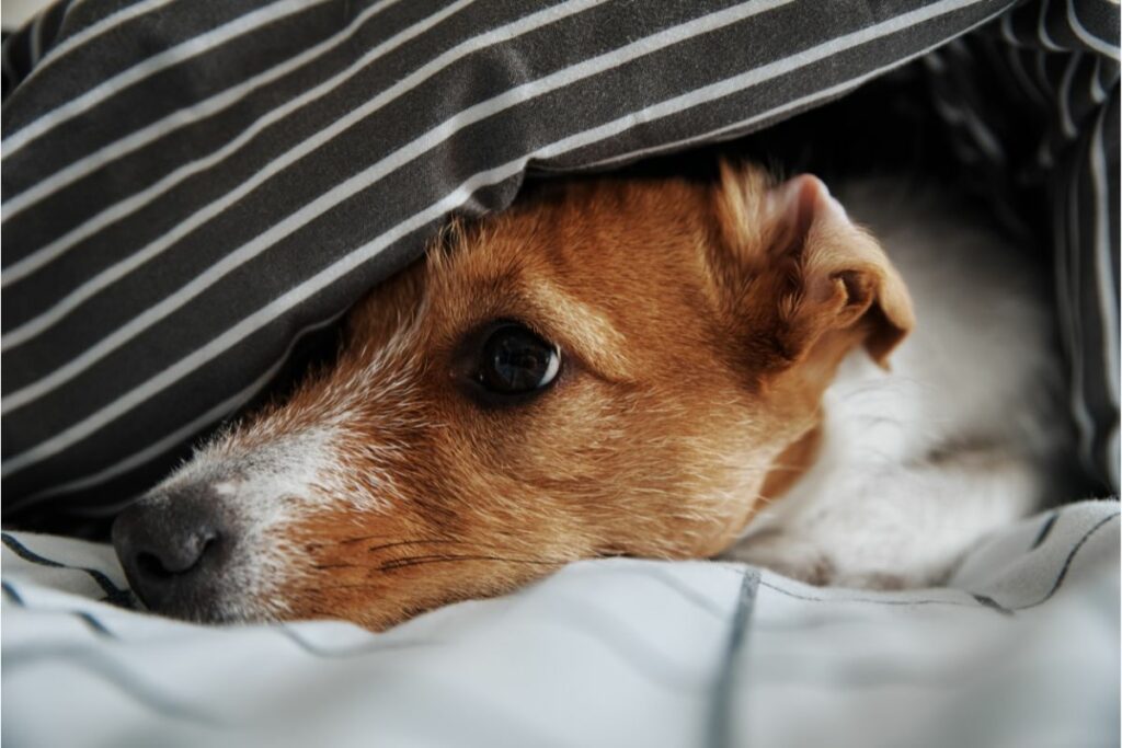 Ein Hund versteckt sich unter einer Decke.