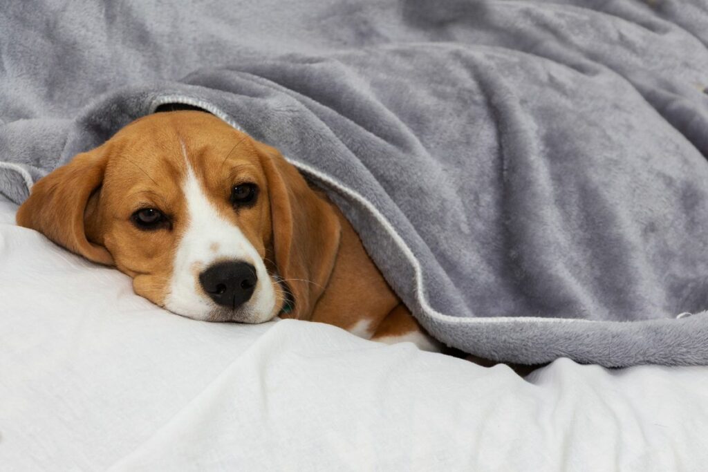 Ein Beagle liegt auf einem Kissen unter einer Decke. Nur sein Kopf guckt raus.