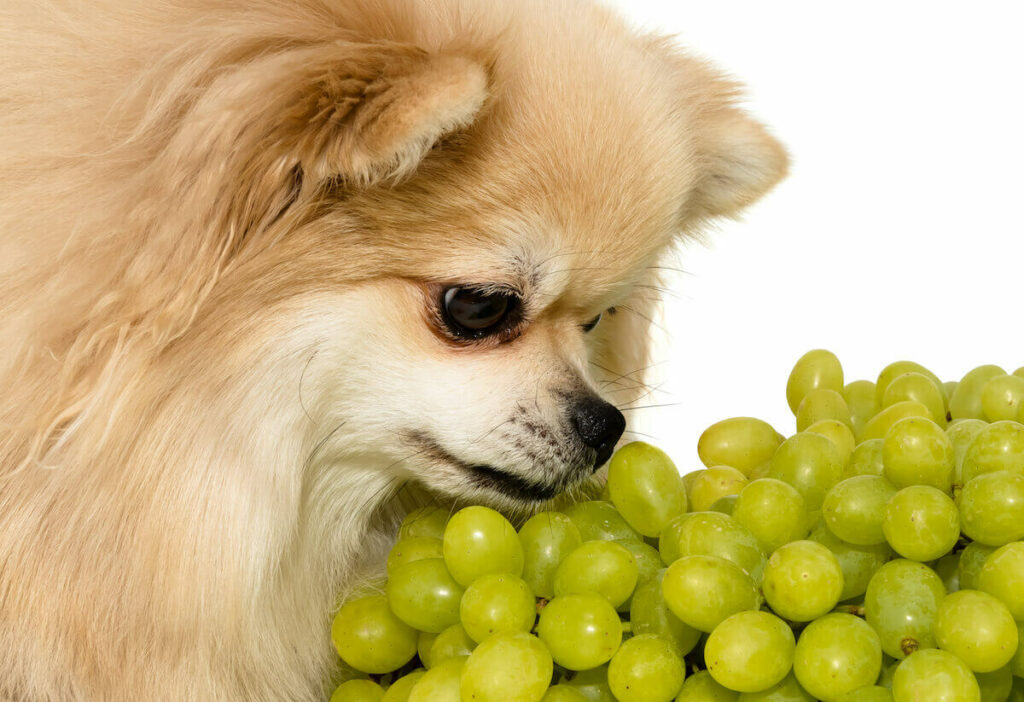 Ein Chihuahua hält seinen Kopf über einen Bündel Weintrauben und riecht dran. 