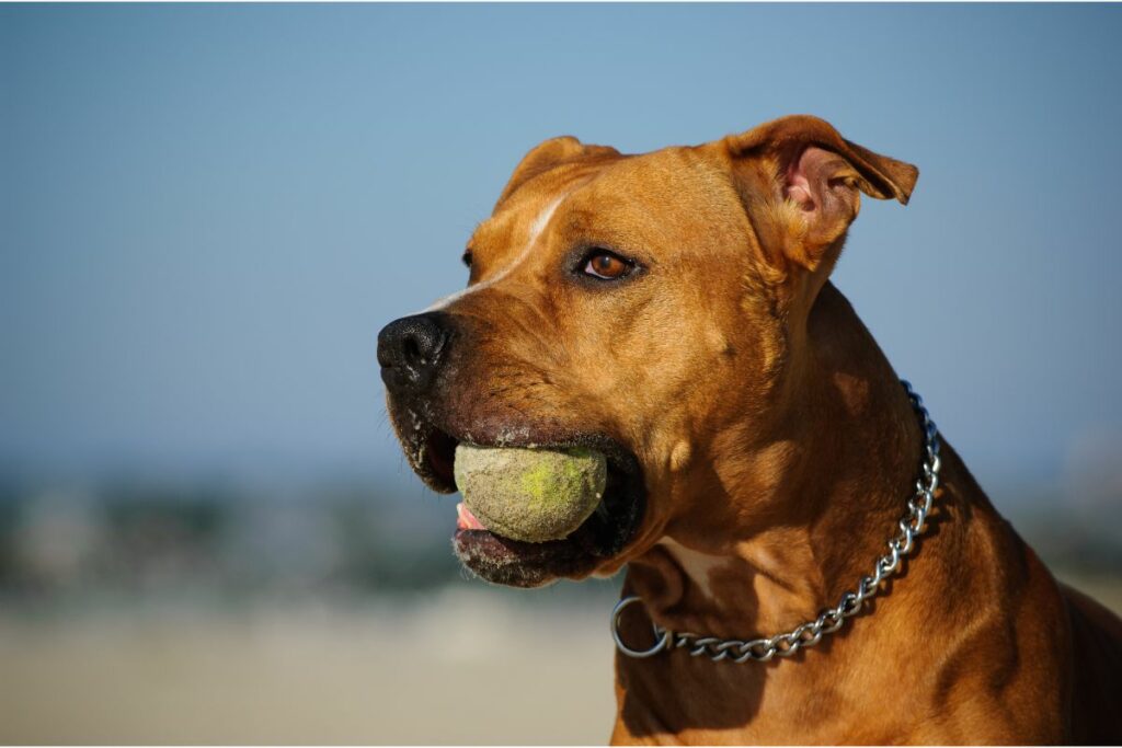 Ein American Pitbull Terrier mit einem Tennisball im Maul