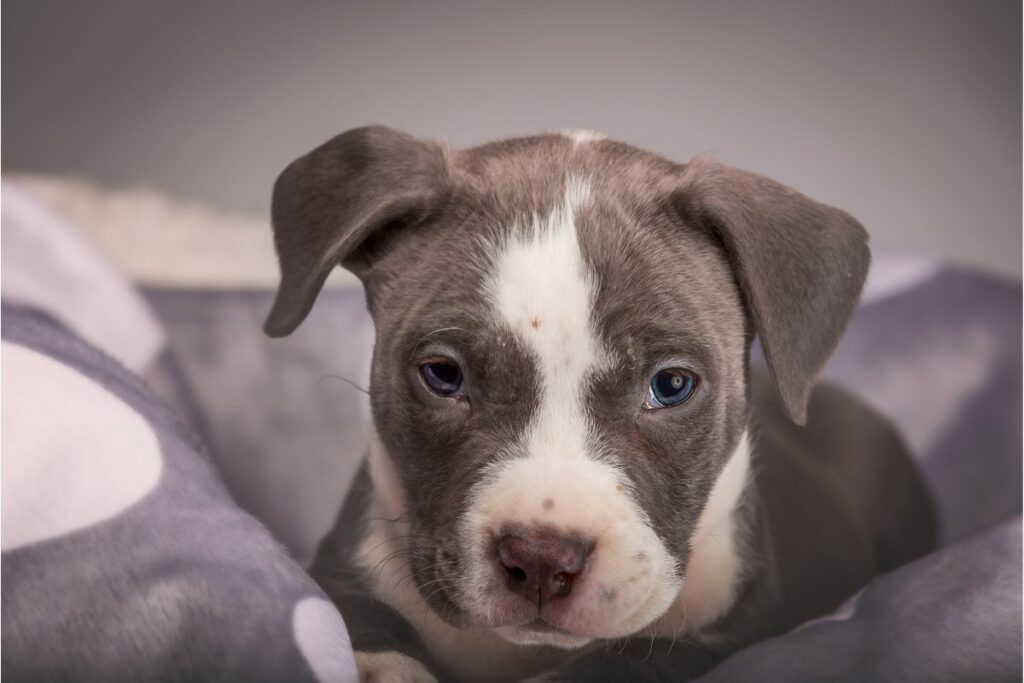 Ein Welpe der American Pitbull Terrier Rasse in der Farbe "Blue Line"