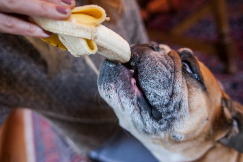 Eine französische Bulldogge schaut nach oben und beißt von einer Banane ab.