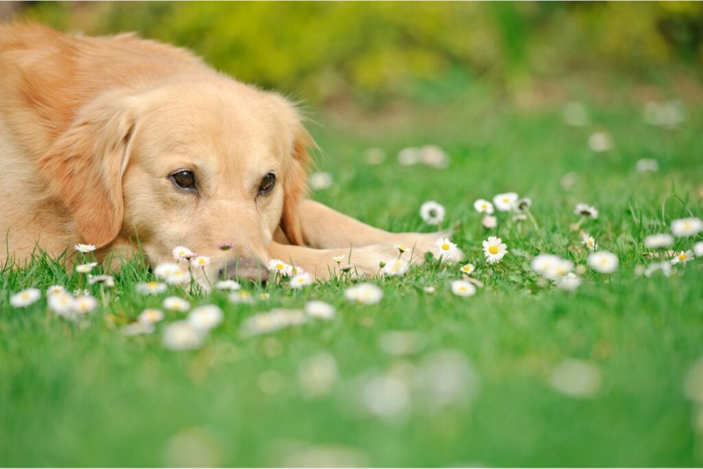 Ein Golden Retriever liegt im Gras. Er sieht traurig aus. 