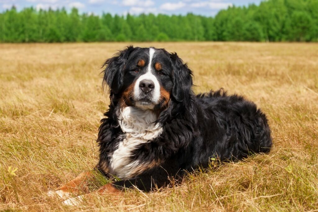Ein Berner Sennenhund liegt auf einem Feld.