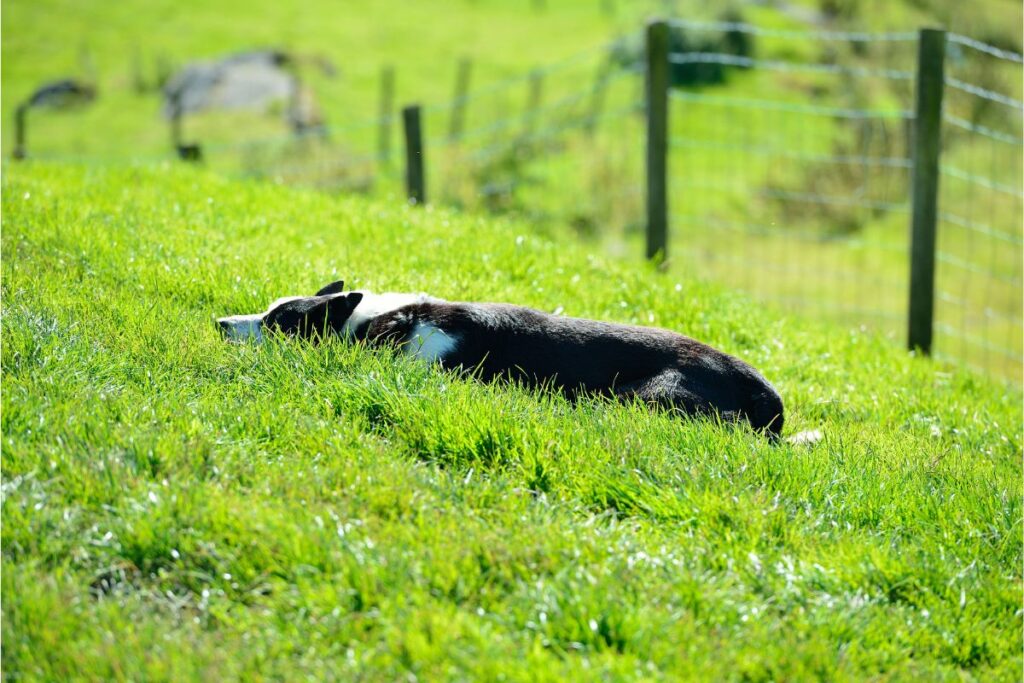 Ein Hund liegt ganz flach im Gras. Im Hintergrund ist ein Weidezaun zu erkennen. 
