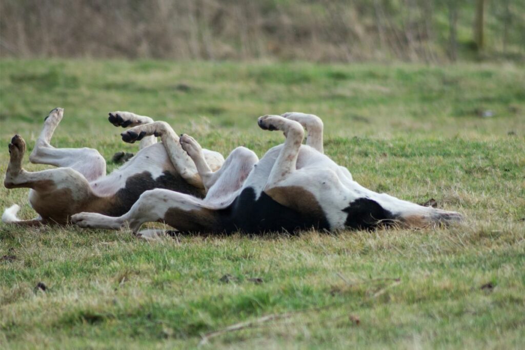 Zwei Hunde wälzen sich in Gras. Beide liegen auf dem Rücken.