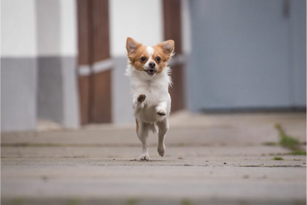 Ein Hund läuft durch die Straßen. Seine Vorderpfoten sind in der Luft. 