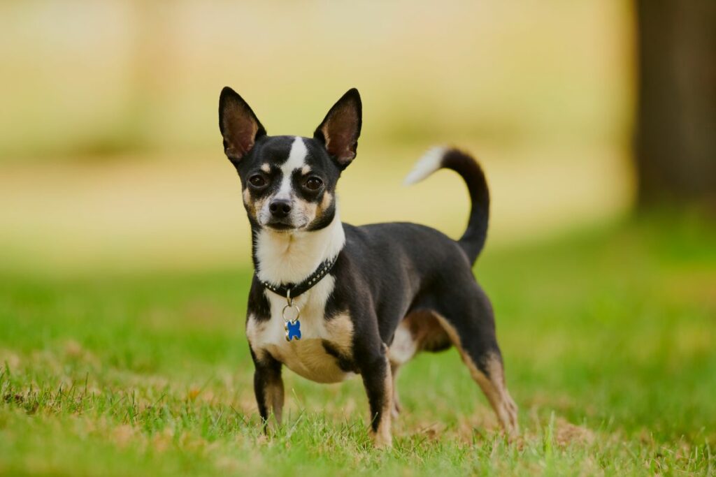 Ein Chihuahua steht auf selbstbewusst auf einer Wiese und guckt in die Kamera.