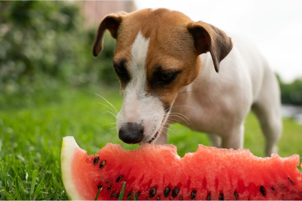 Diese Obstsorten dürfen Hunde essen