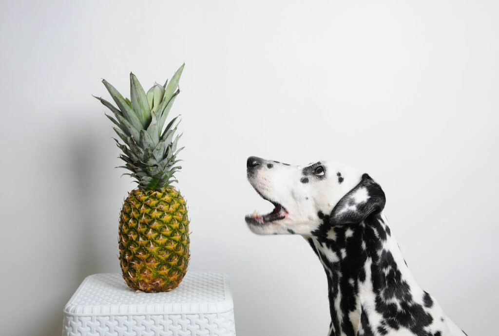 Ein Dalmatiner steht vor einer Ananas