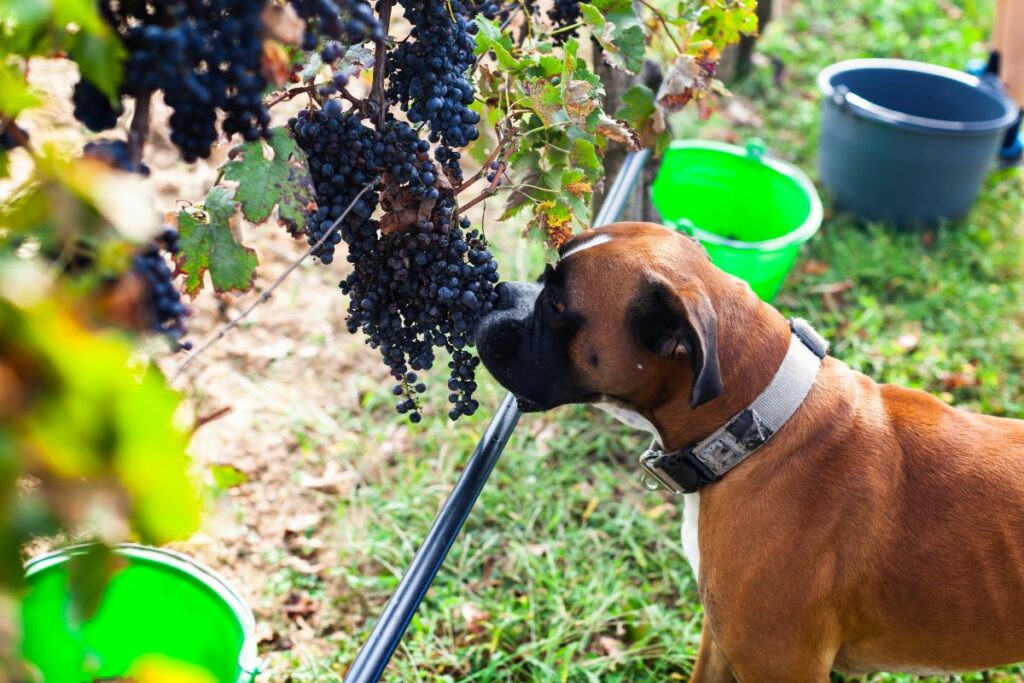 Ein Boxer riecht an Weintrauben