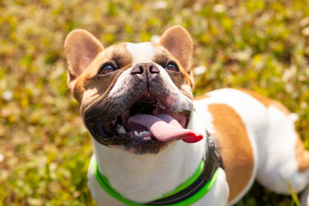 Eine Französische Bulldogge guckt lächelnd in die Kamera. Seine Zunge hängt zur Seite raus. 