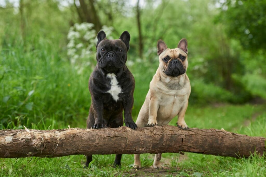 Zwei Französische Bulldoggen stehen nebeneinander und stützen sich mit ihren Vorderbeinen an einem umgefallenden Baumstamm ab. 