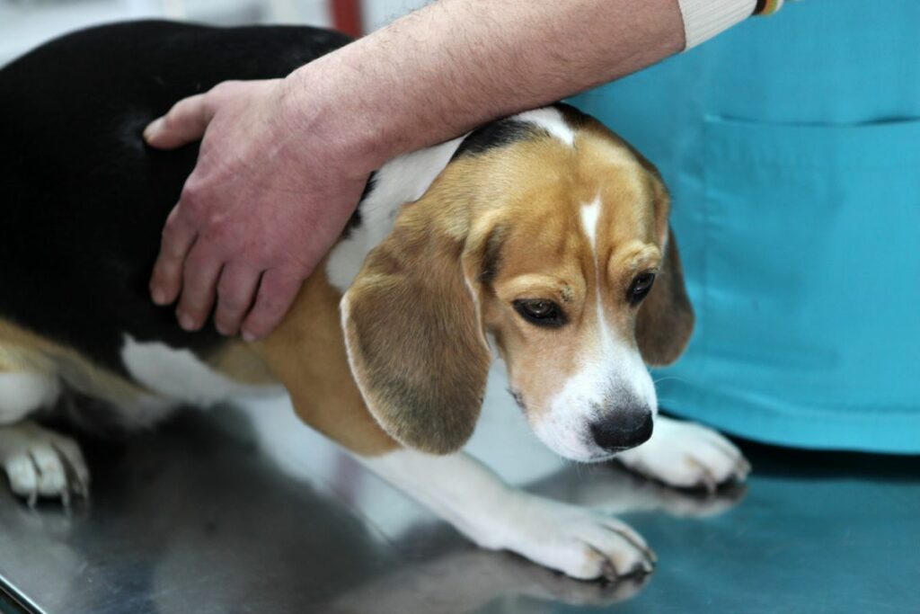 Ein Beagle steht verängstigt auf dem Behandlungstisch beim Tierarzt.