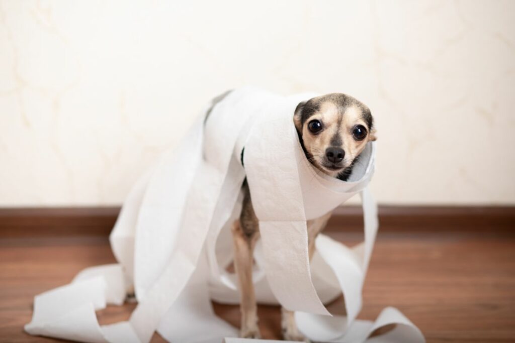 Ein Hund ist umwickelt von Toilettenpapier.