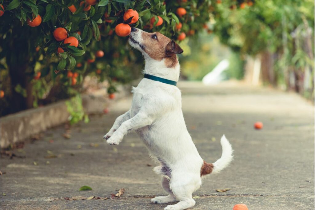 Ein Jack Rüssel Terrier steht auf seinen Hinterbeinen und schnüffelt an einem Mandarinenbaum.