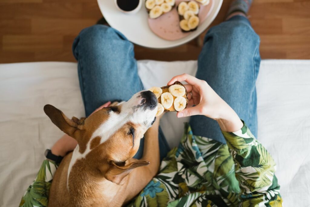 Ein Hund beißt von einem Stück Brot ab. Auf dem Brot sind Bananenscheiben drauf.