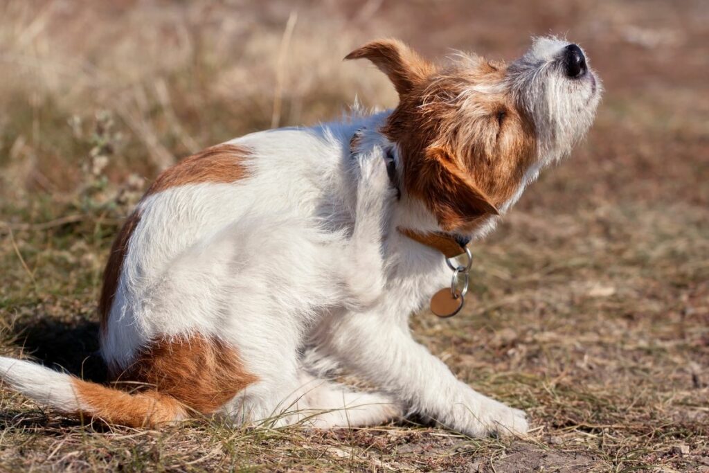 Ein kleiner Hund sitzt auf einem Grasfeld und kratzt sich sein Ohr. 
