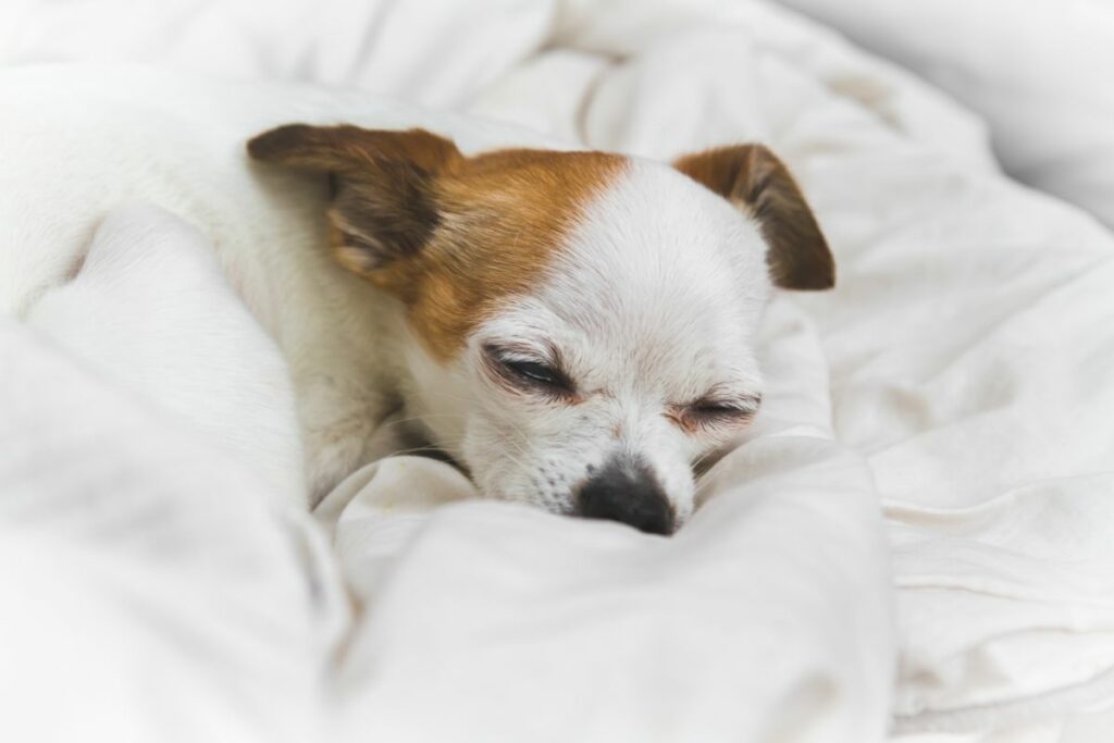 Ein kleiner Chihuahua liegt schlafend auf einer Decke.