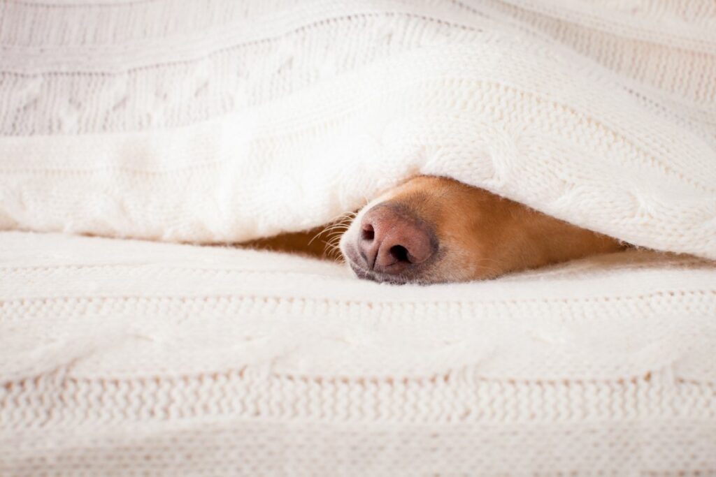 Eine Hundeschnauze guckt unter einer Decke hervor. Sab Simplex kann bei Bauchschmerzen bei Hunden helfen.