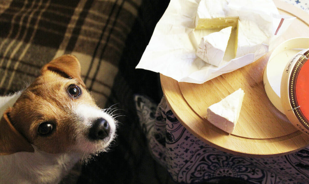 Ein Jack Russel Terrier schaut nach oben. Auf einem kleinen Tisch neben ihm liegt ein Käse.