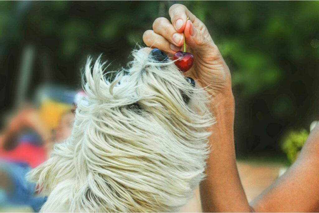 Ein kleiner Hund schaut nach oben und möchte die Kirsche fressen, welche über sein Maul gehalten wird. 