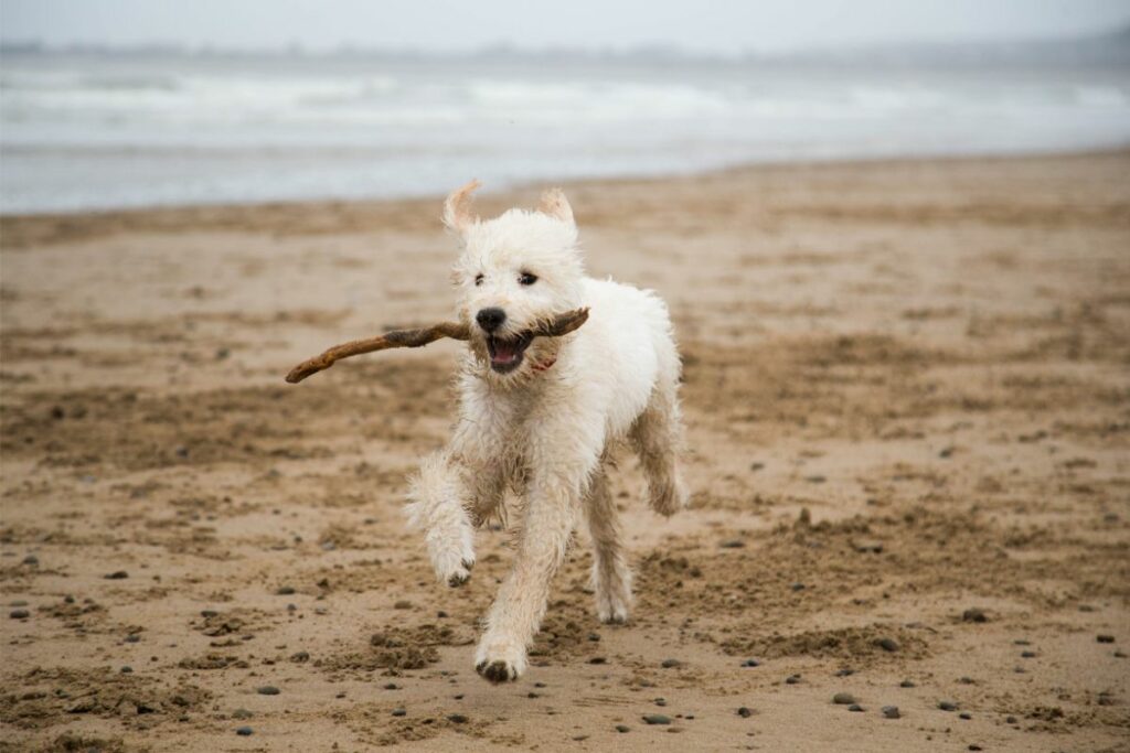 Ein Hund hat ein Stöckchen im Maul und läuft über den Strand.