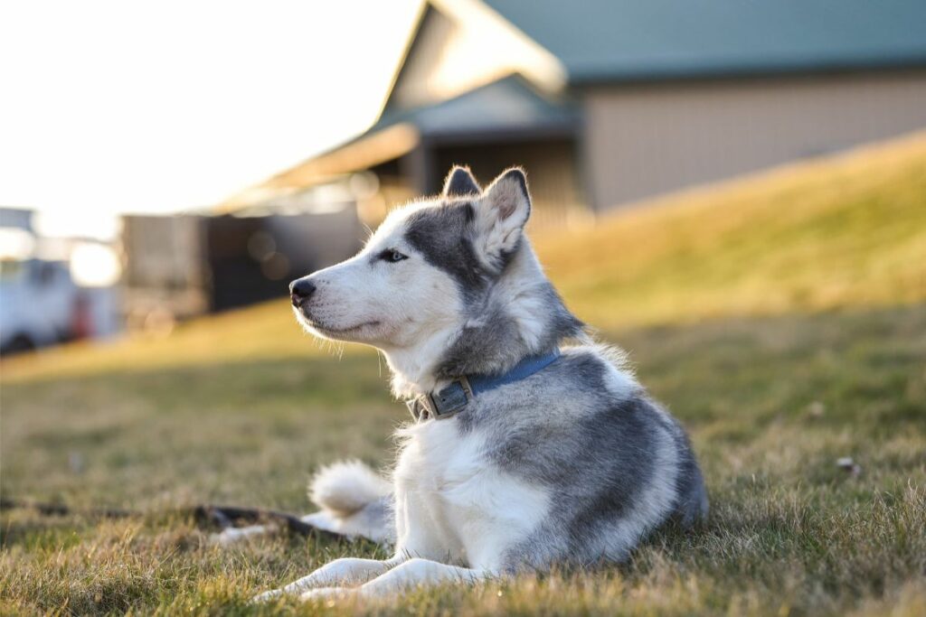 Ein Husky liegt auf einem Grashügel und genießt die Sonne. 