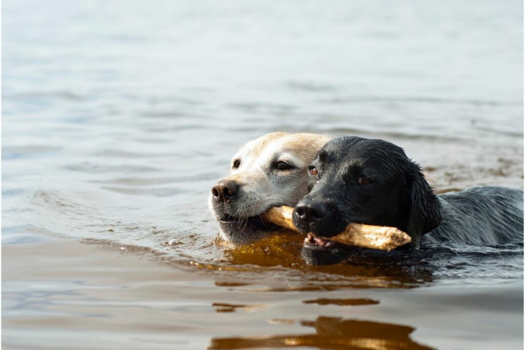 Zwei Hunde schwimmen im Wasser und haben im Maul ein Stück Holz.
