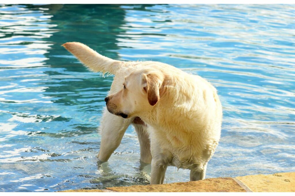 Ein gelber Labrador steht mit den Pfoten im Wasser. Er guckt nach hinten.