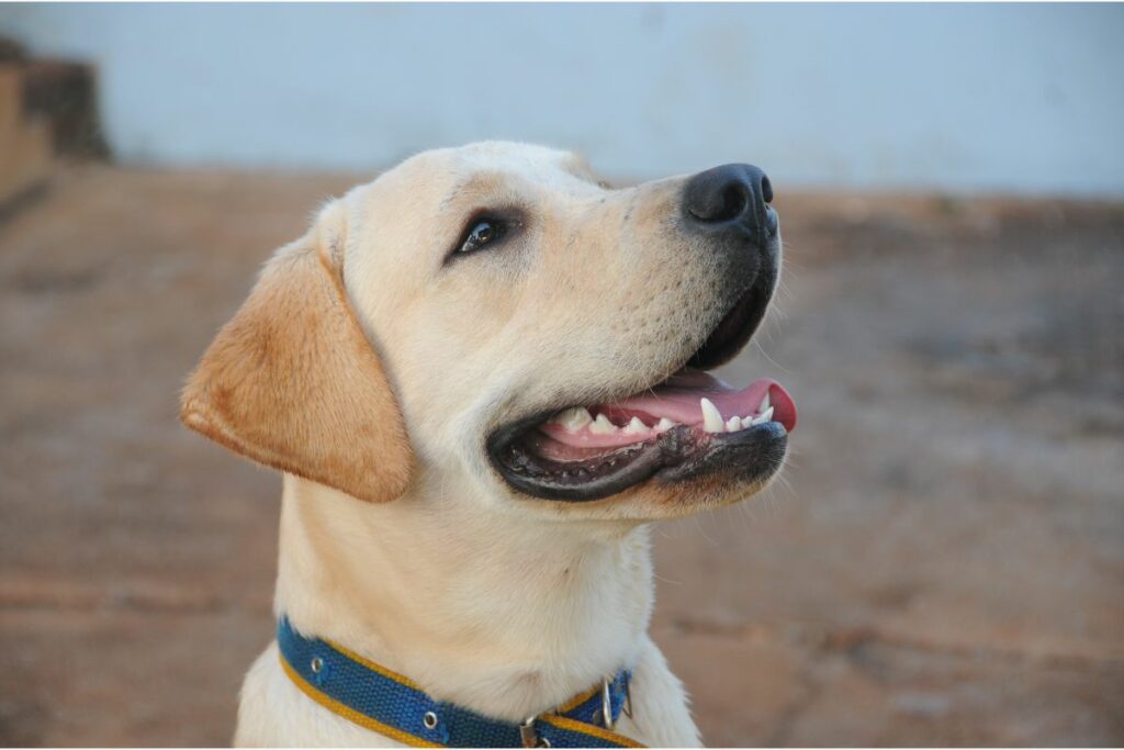 Ein gelber Labrador schaut seitlich nach oben. Sein Maul ist geöffnet und es sieht aus, als würde er lächeln. 