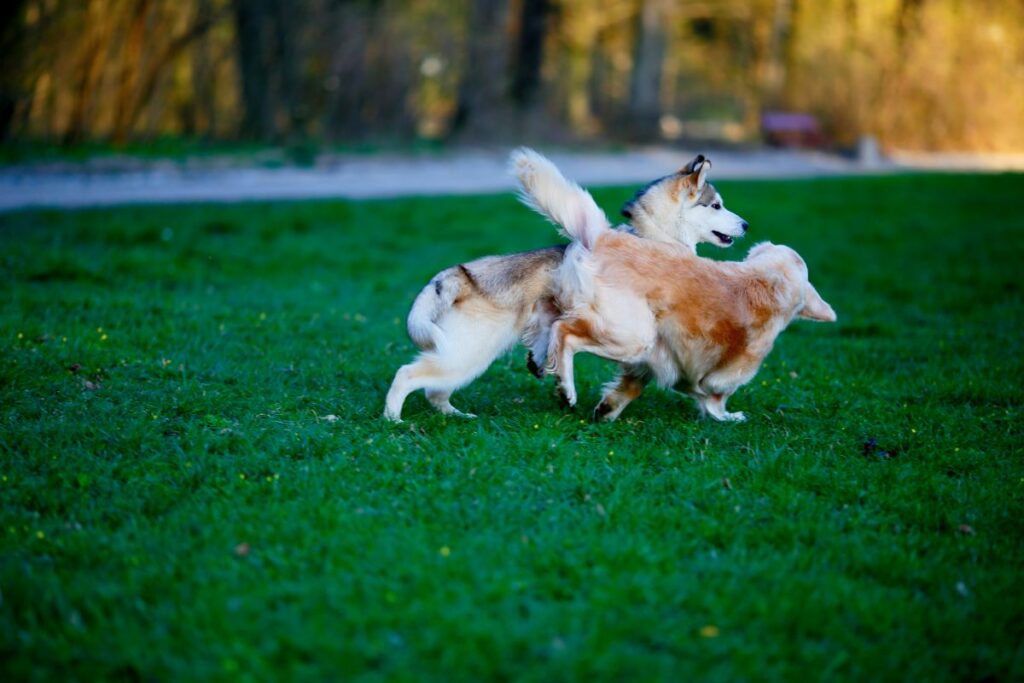 Ein Husky und ein Labrador spielen miteinander. Der Labsky vereint die besten Eigenschaften der beiden Rassen.