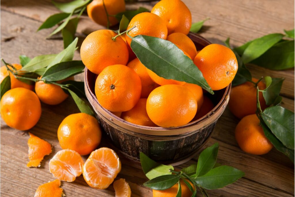Viele Mandarinen liegen in einem Eimer. an einigen ist noch ein Blatt dran.