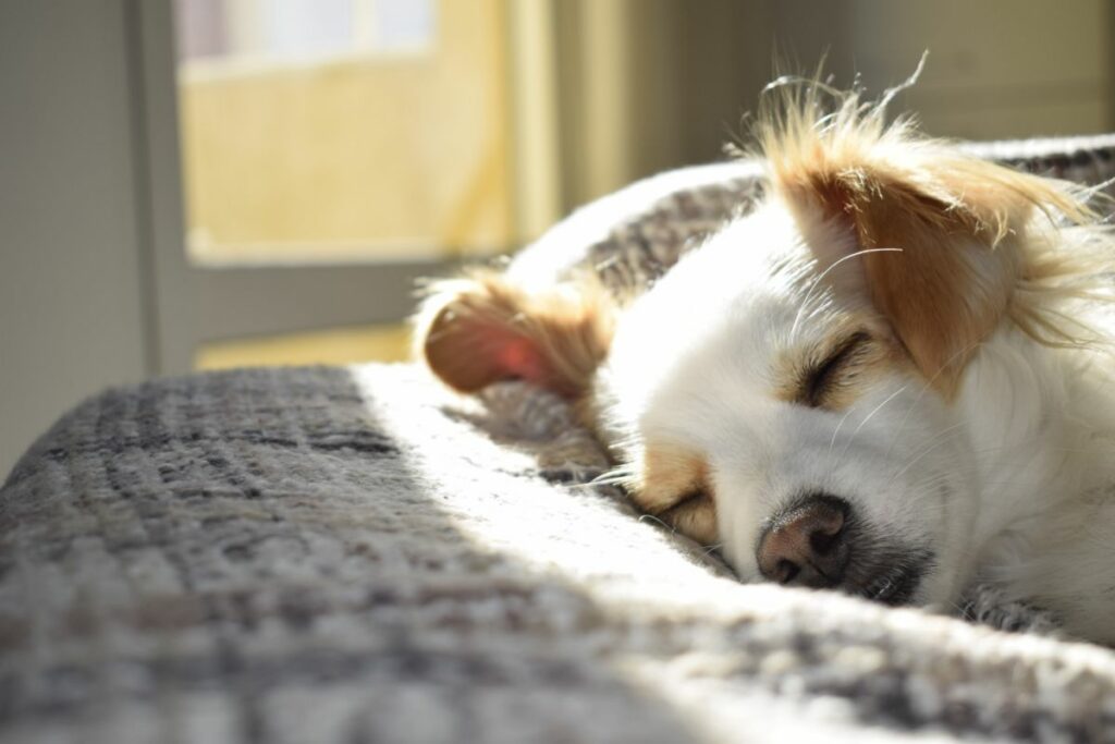 Ein Hund schläft auf dem Sofa. Von Hinten scheint die Sonne durch ein Fenster und scheint auf seinen Kopf.