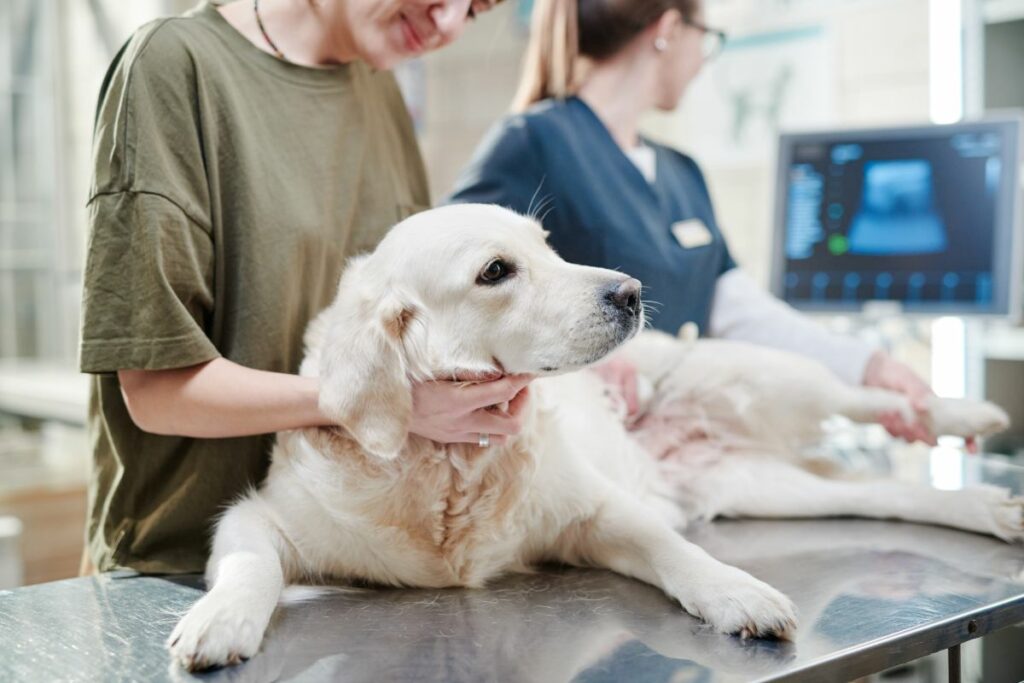 Ein Hund liegt auf dem Behandlungstisch beim Tierarzt. Sein Besitzer hält seinen Kopf und die Ärztin macht eine Ultraschallaufnahme der Nieren.