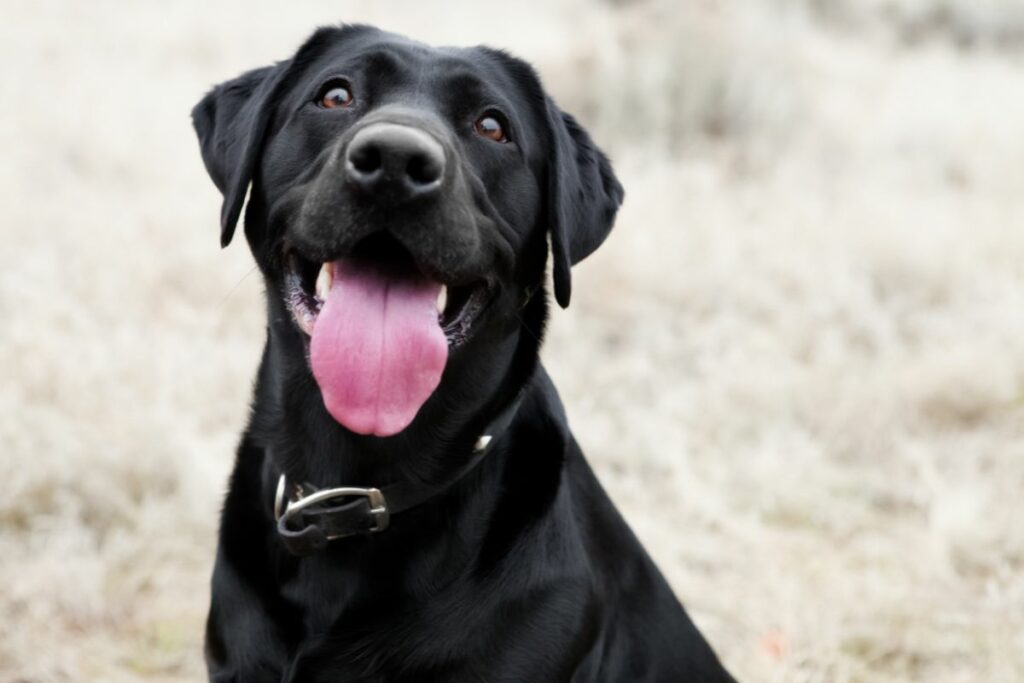 Ein schwarzer Hund schaut freundlich in die Kamera. Sein Maul ist geöffnet und es sieht aus als würde er lachen. 