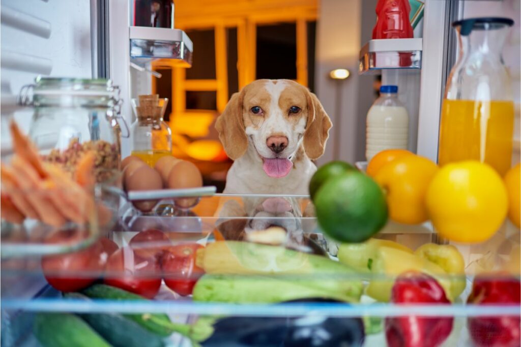Ein Hund schaut in einen offenen Kühlschrank