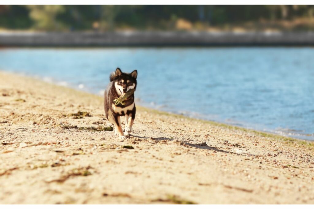 Ein Hund läuft am Strand über den Sand und hat ein Stück Holz im Maul.