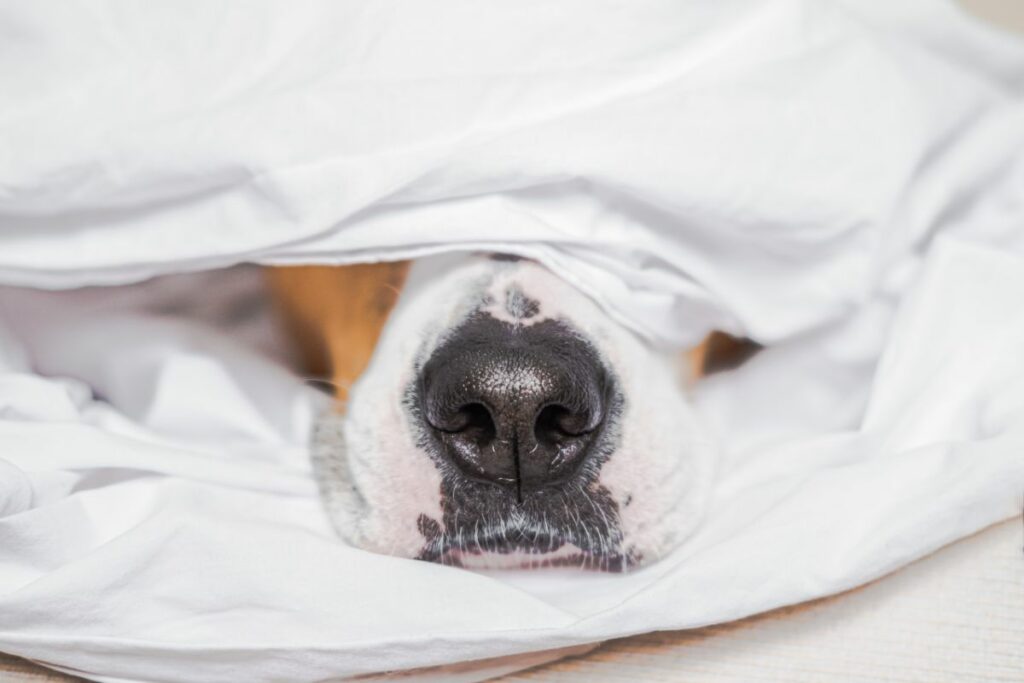 Blähungen beim Hund. Ein Hund liegt unter einer Decke. Nur seine Nase guckt raus. 